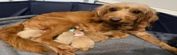 Mini Goldendoodle dogs for sale: Precious  - Ad 9