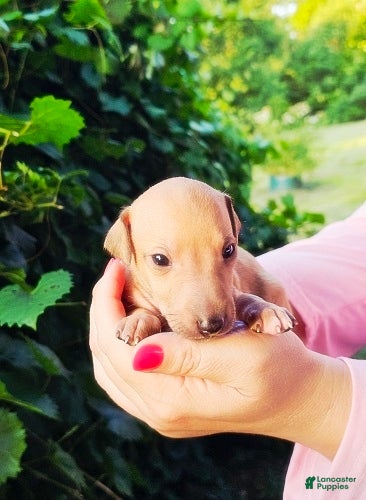 Italian Greyhound dogs Dacari - Ad 1