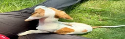 Miniature Dachshund dogs for sale: Sport - Ad 7