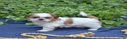 Shih Tzu dogs for sale: Millie - Ad 4