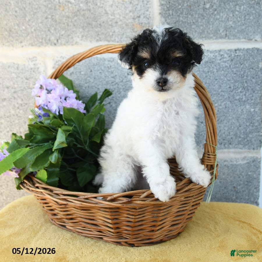 Toy Poodle dogs Daisy - Ad 2