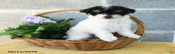 Toy Poodle dogs for sale: Daisy - Ad 2