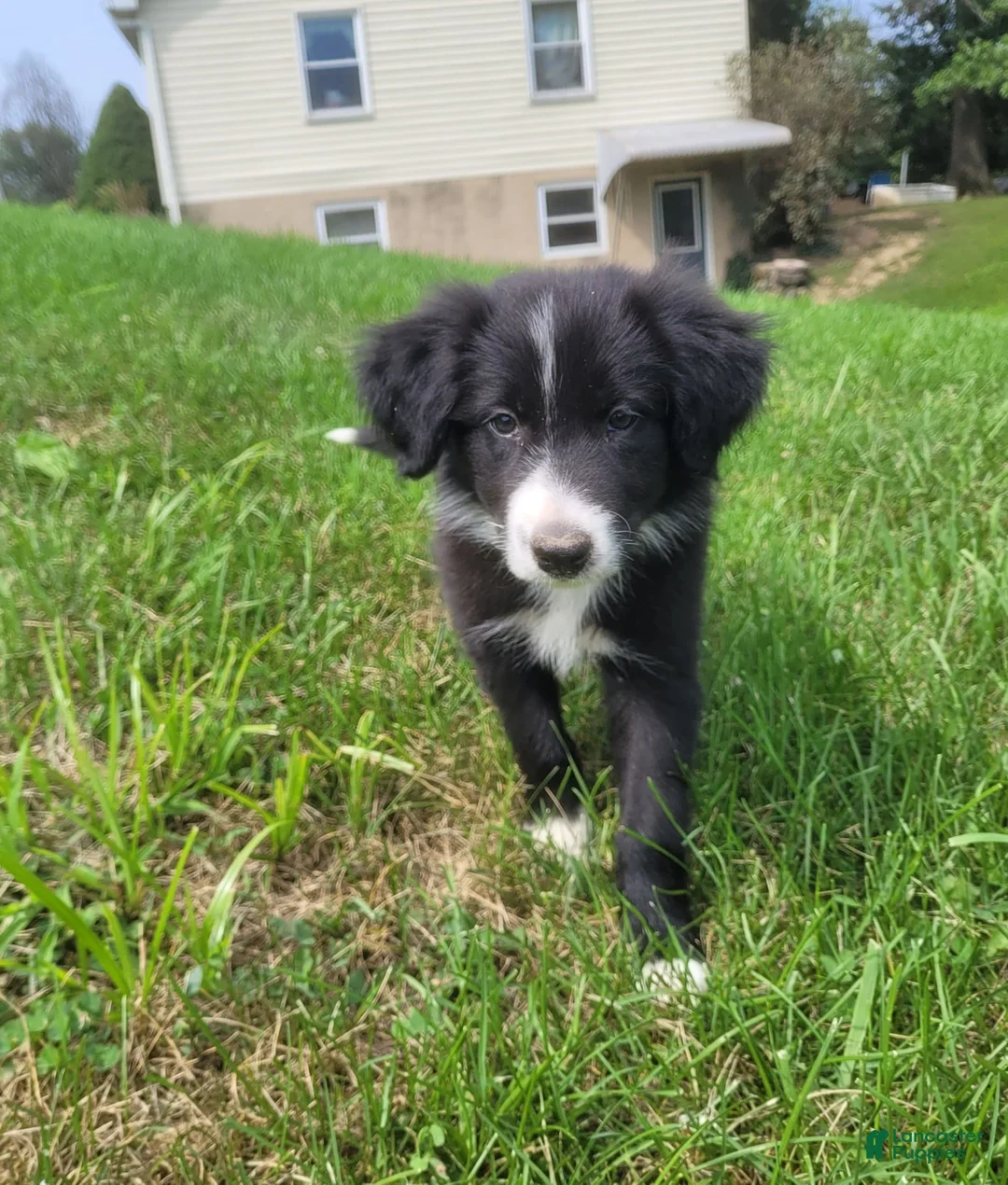 Border Collie dogs for sale: Bonnie - Ad 2