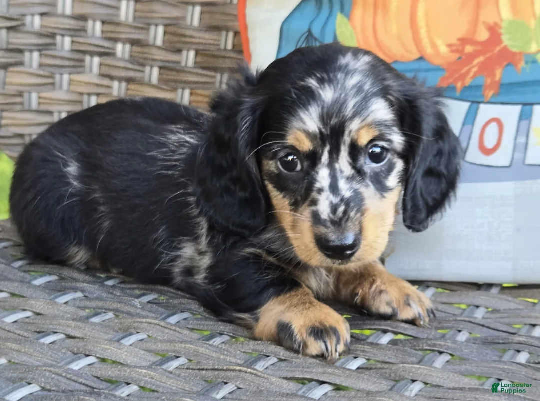 Miniature Dachshund dogs for sale: Hank - Ad 1