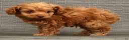 Cockapoo dogs for sale: Carson - Ad 9