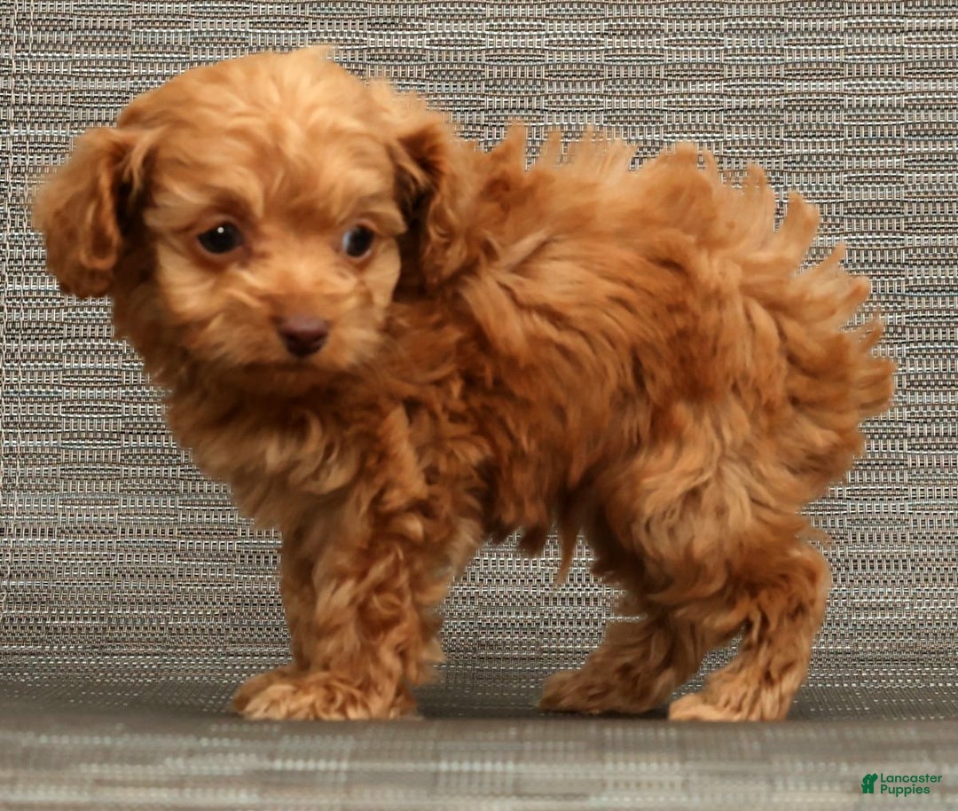 Cockapoo dogs for sale: Carson - Ad 9