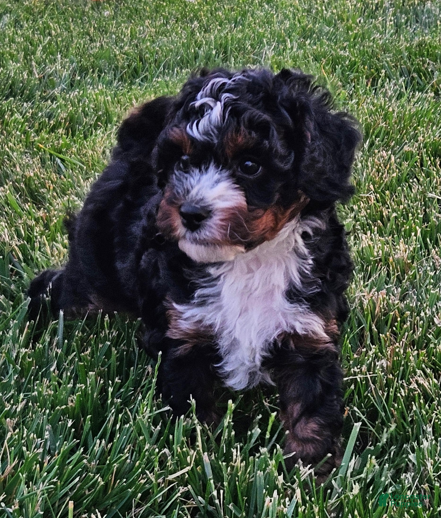 Mini Bernedoodle dogs Cody - Ad 2