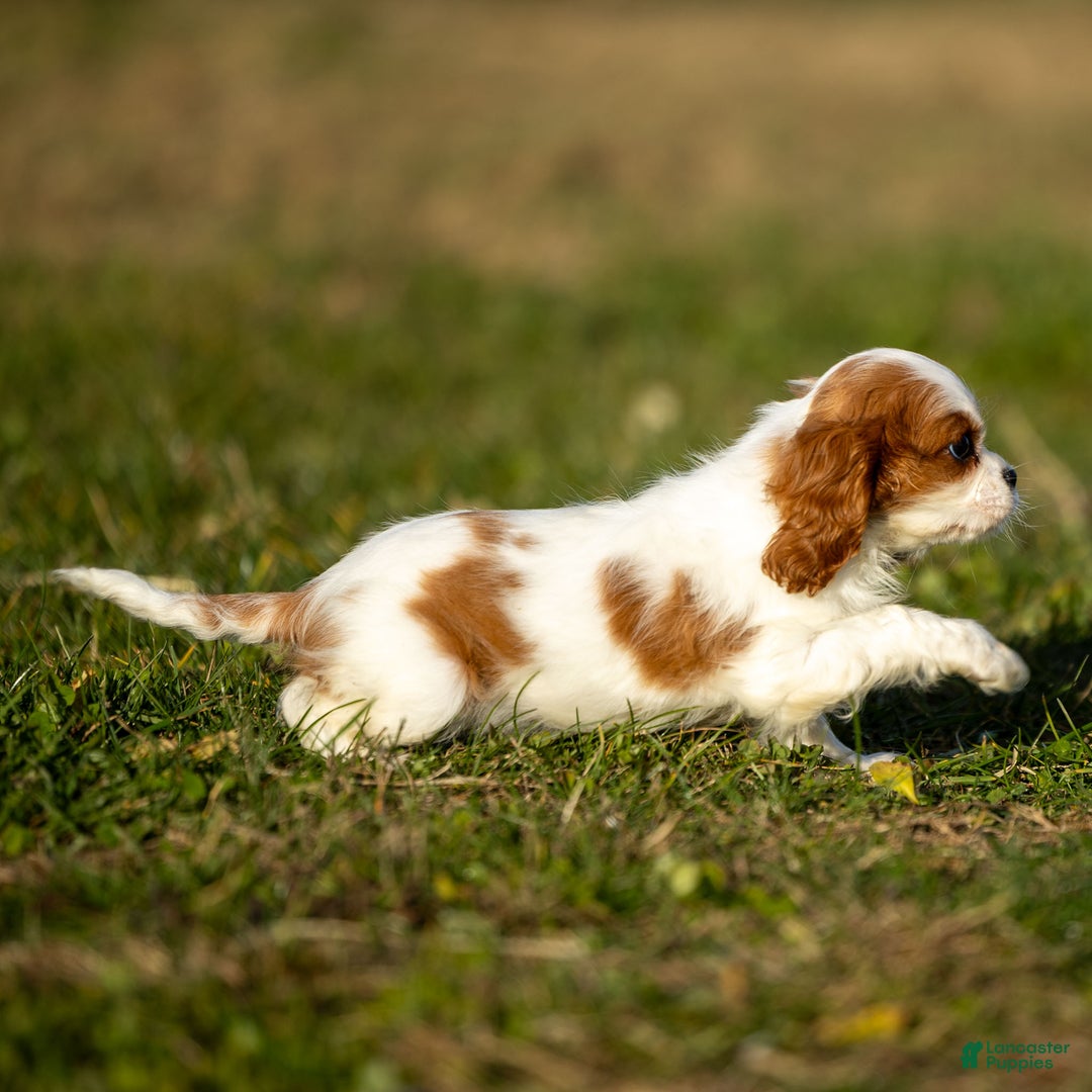 Cavalier King Charles Spaniel dogs for sale: Zizi - Ad 3