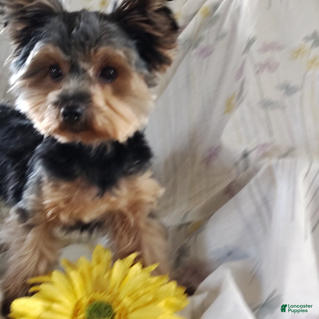 Yorkshire Terrier dogs for sale: Gerri - Ad 13