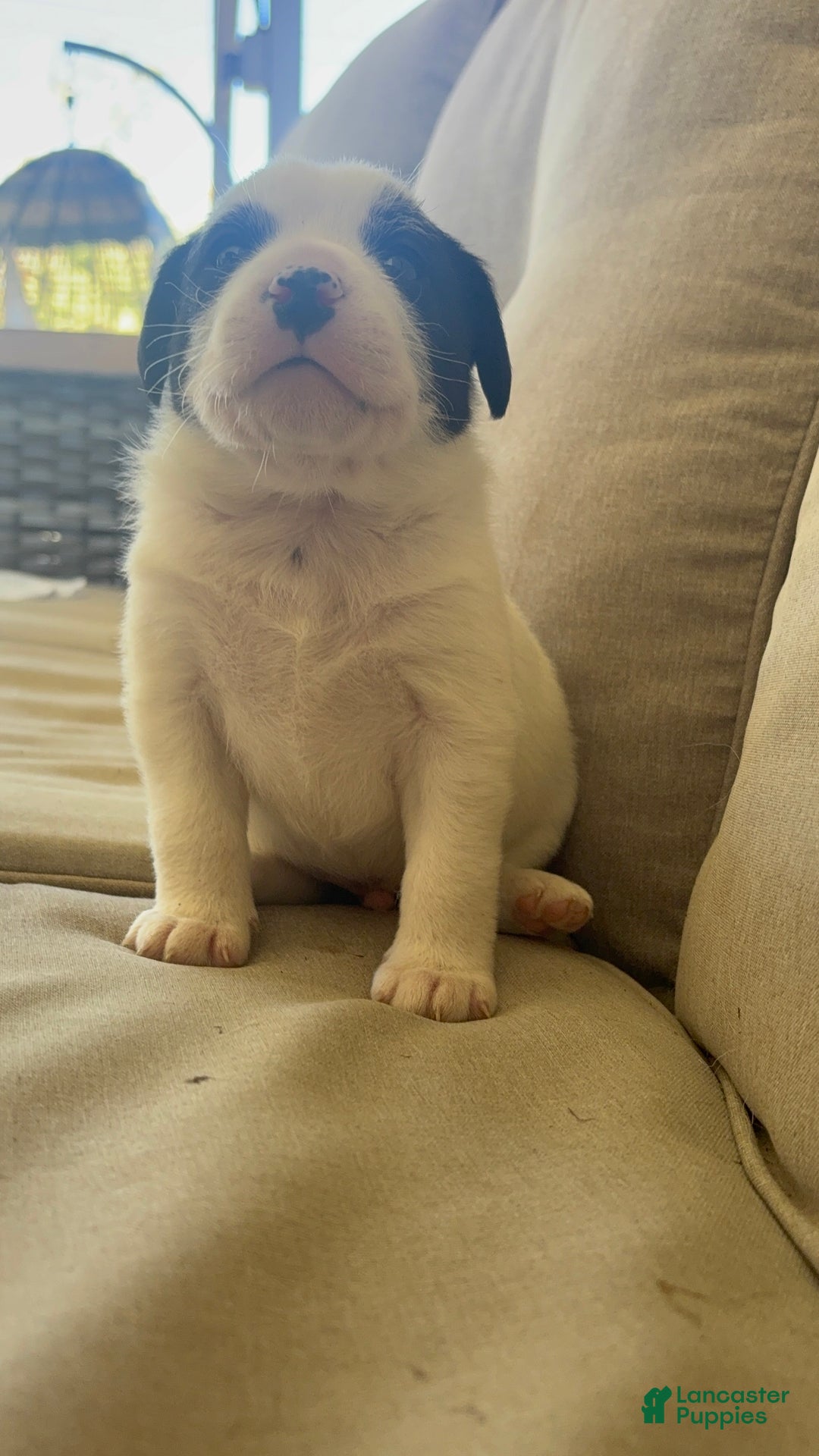 Mixed Breed dogs for sale: Mixed Breed Puppy 4 - Ad 5