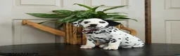 Dalmatian dogs for sale: Kyle - Ad 3