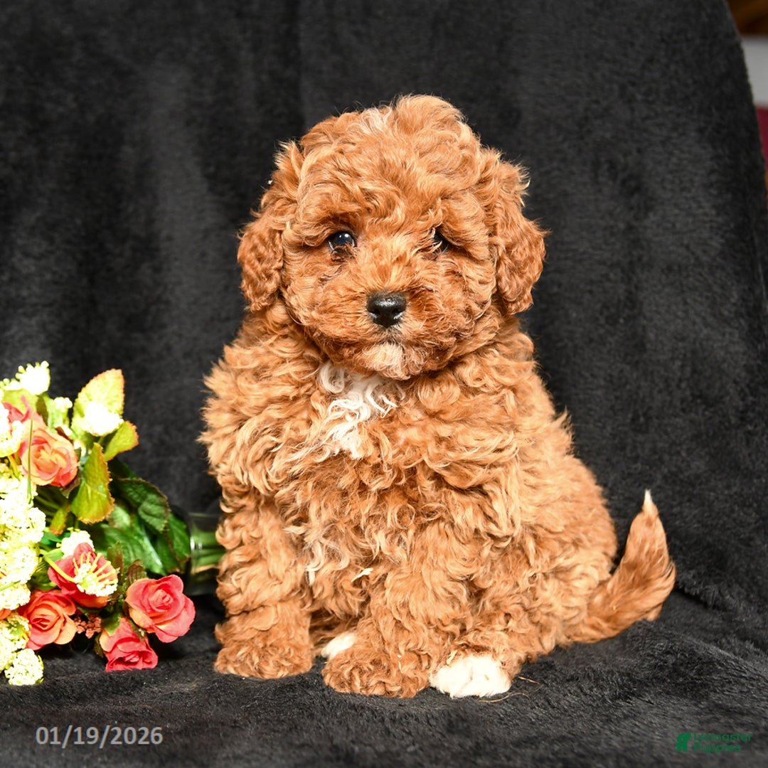 Miniature Poodle dogs for sale: Cuddles - Ad 1