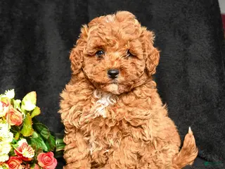 Miniature Poodle dogs Cuddles - Ad 33