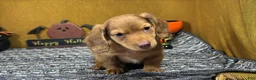 Miniature Dachshund dogs for sale: Miniature Dachshund 1 - Ad 2