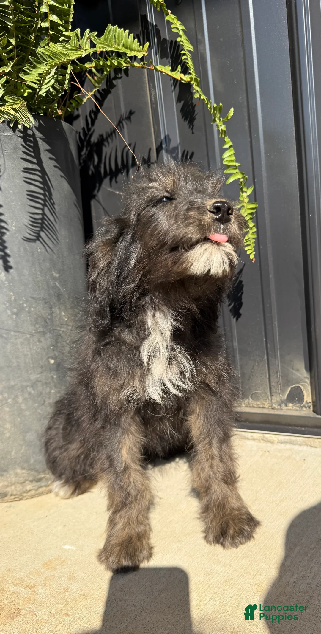 Aussiedoodle dogs for sale: Aussiedoodle 2 - Ad 1