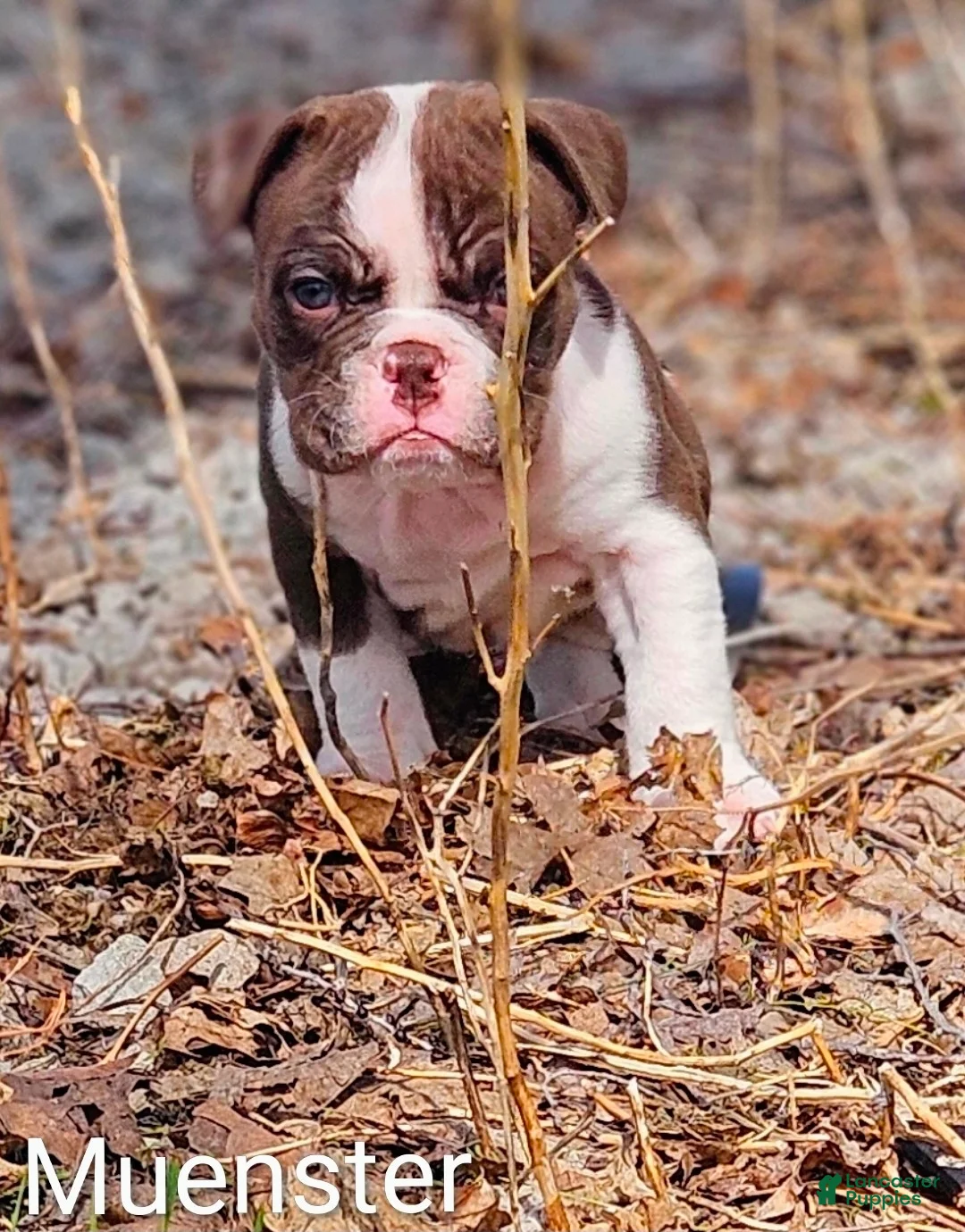 Olde English Bulldogge dogs for sale: Meunster FEMALE - Ad 2