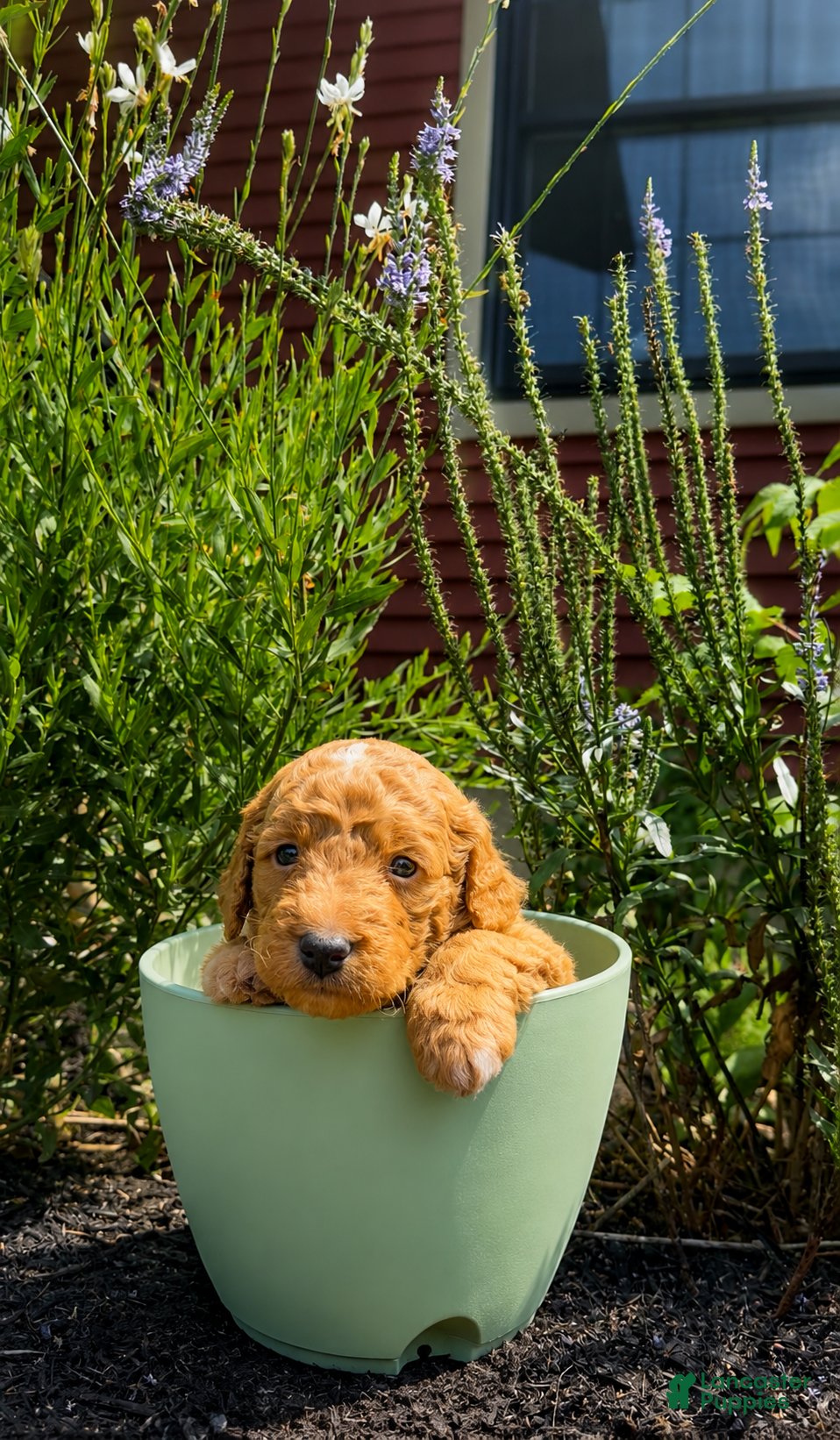 Mini Goldendoodle dogs Puprika - Ad 2