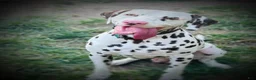 Dalmatian dogs for stud: Dalmatian stud  - Ad 3