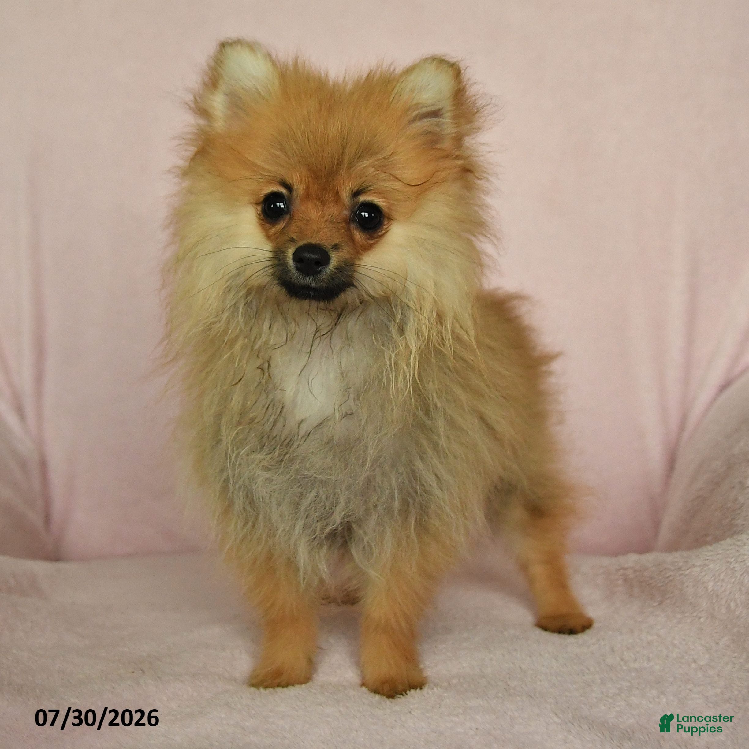 Pomeranian dogs Abby - Ad 2
