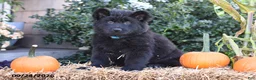 German Shepherd dogs for sale: Sheila - Ad 2
