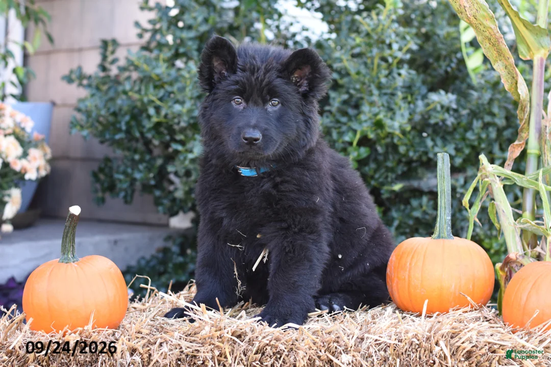 German Shepherd dogs for sale: Sheila - Ad 2