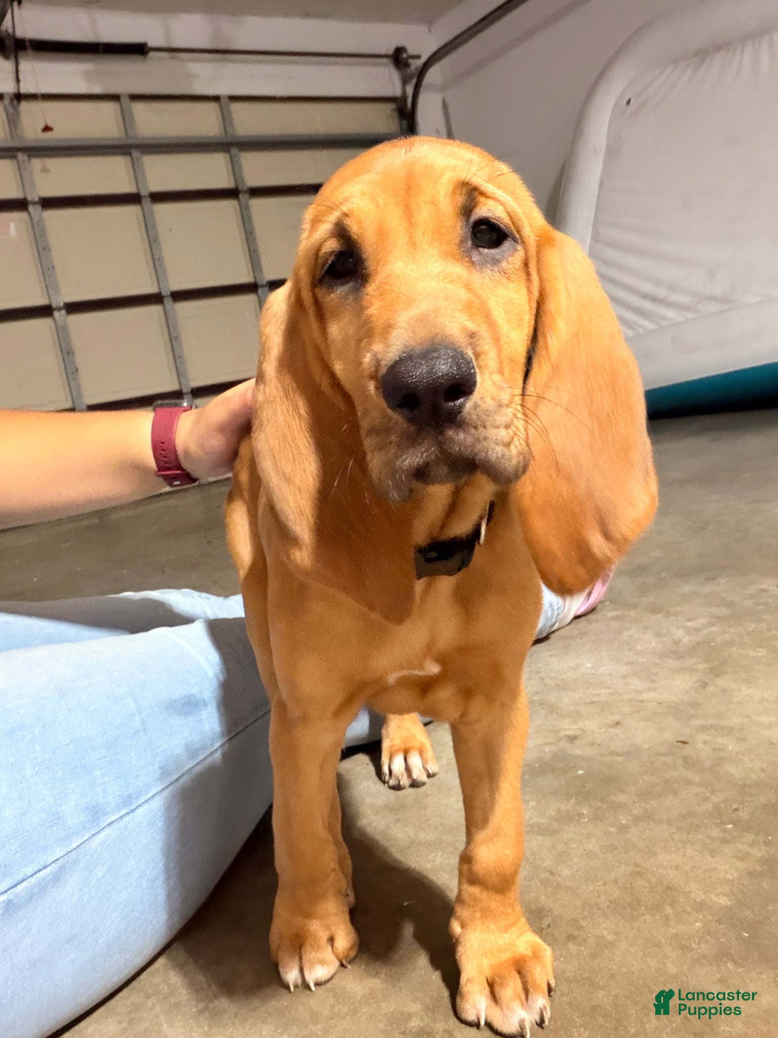 Bloodhound dogs Bloodhound Puppy 5 - Ad 1
