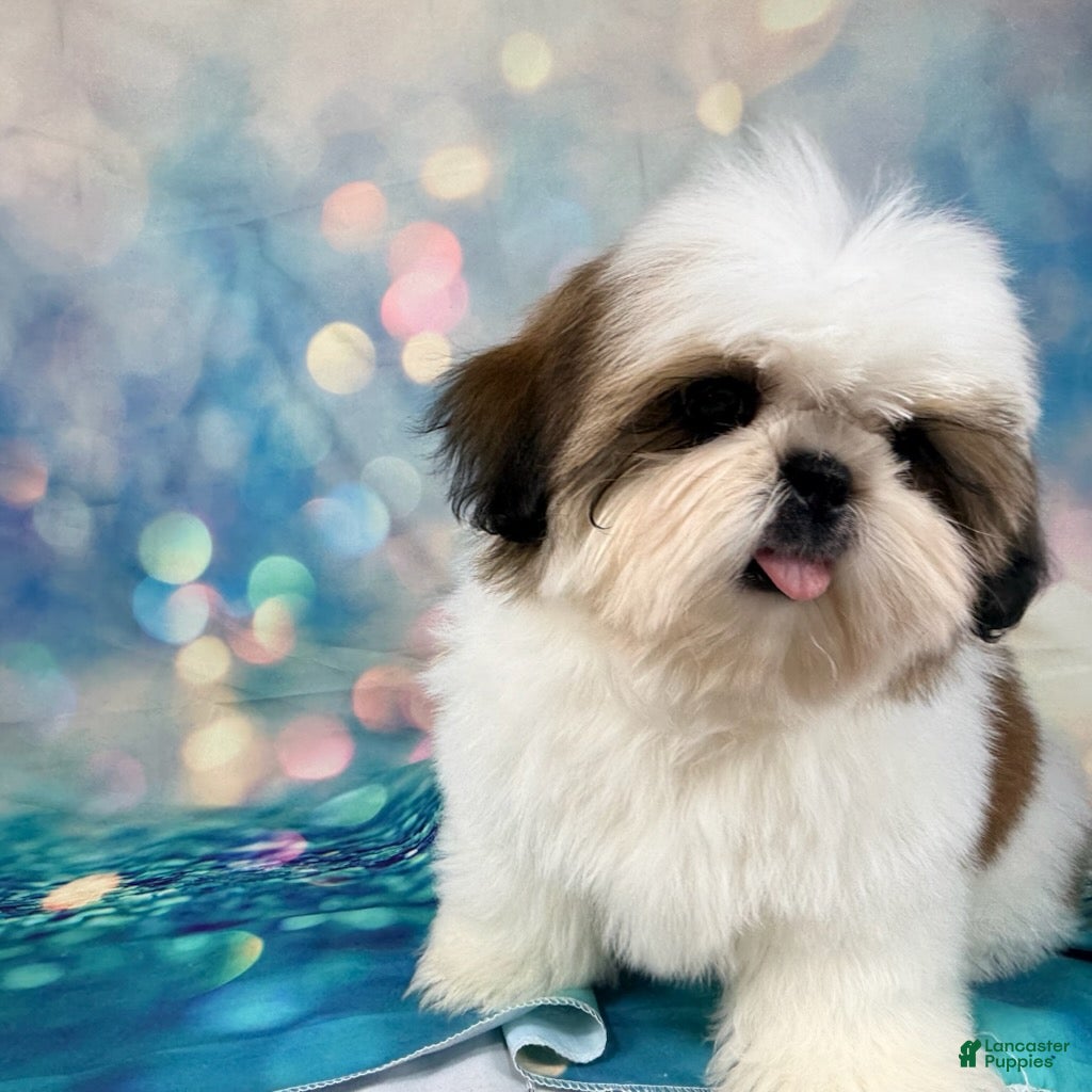Shih Tzu dogs for sale: Boy 1 - Ad 2