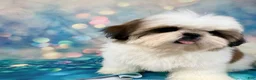 Shih Tzu dogs for sale: Boy 1 - Ad 2