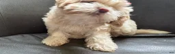 Shih Tzu dogs for sale: Leelee - Ad 9