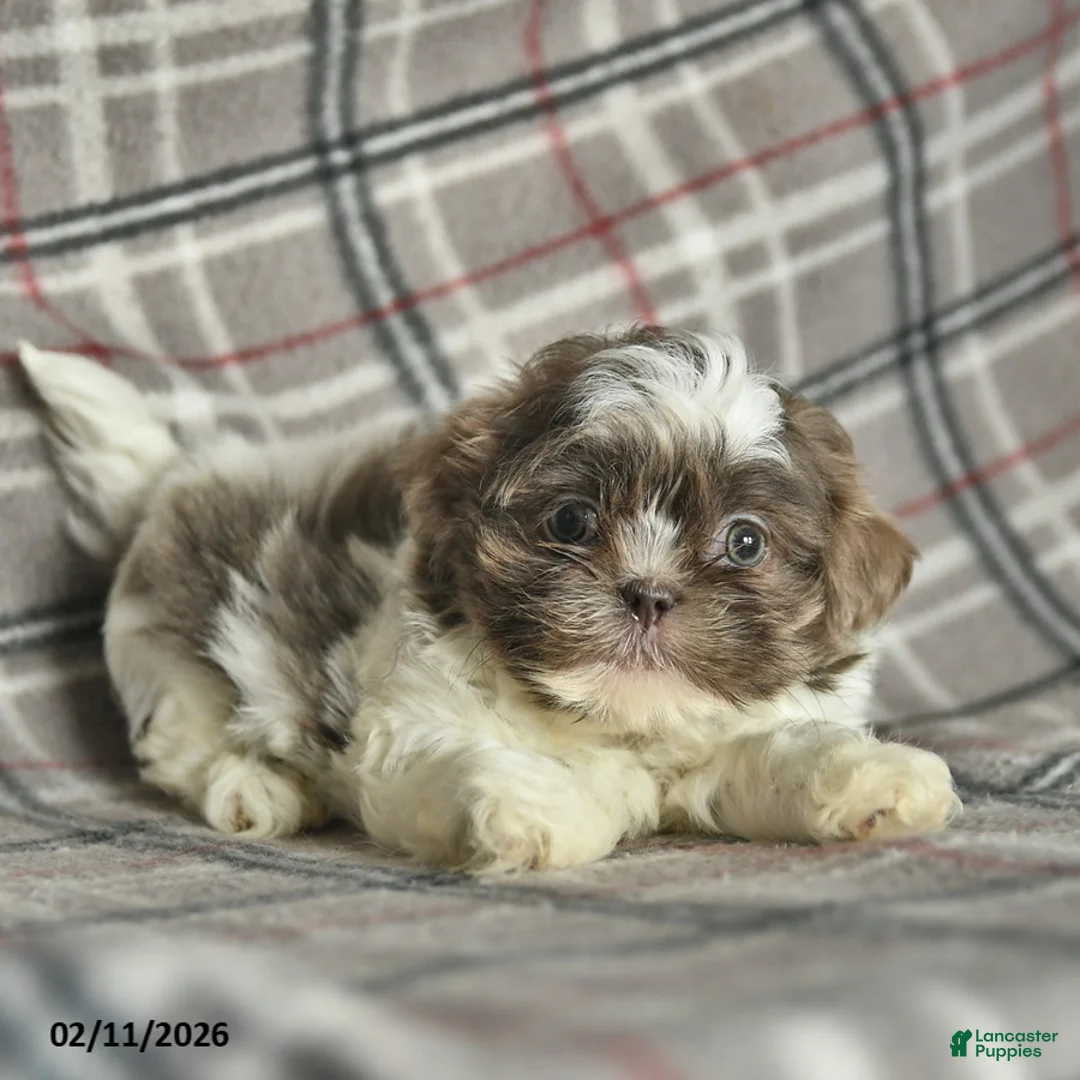 Shih Tzu dogs for sale: Waldo  - Ad 4