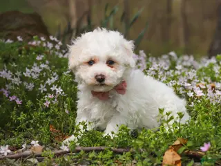 Bichpoo dogs for sale: Leo - Ad 2