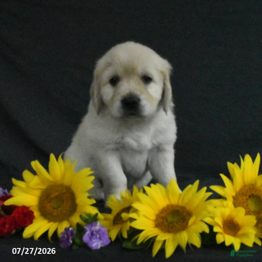 Golden Retriever dogs Bella   - Ad 1