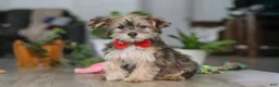Morkie dogs for sale: Buddy - Ad 2