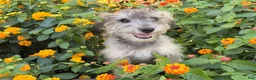 Schnoodle dogs for sale: Mitch  - Ad 6
