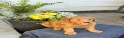 Goldendoodle dogs for sale: Turner - Ad 5