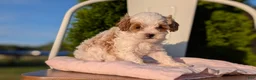 Cavapoo dogs for sale: Stella - Ad 8