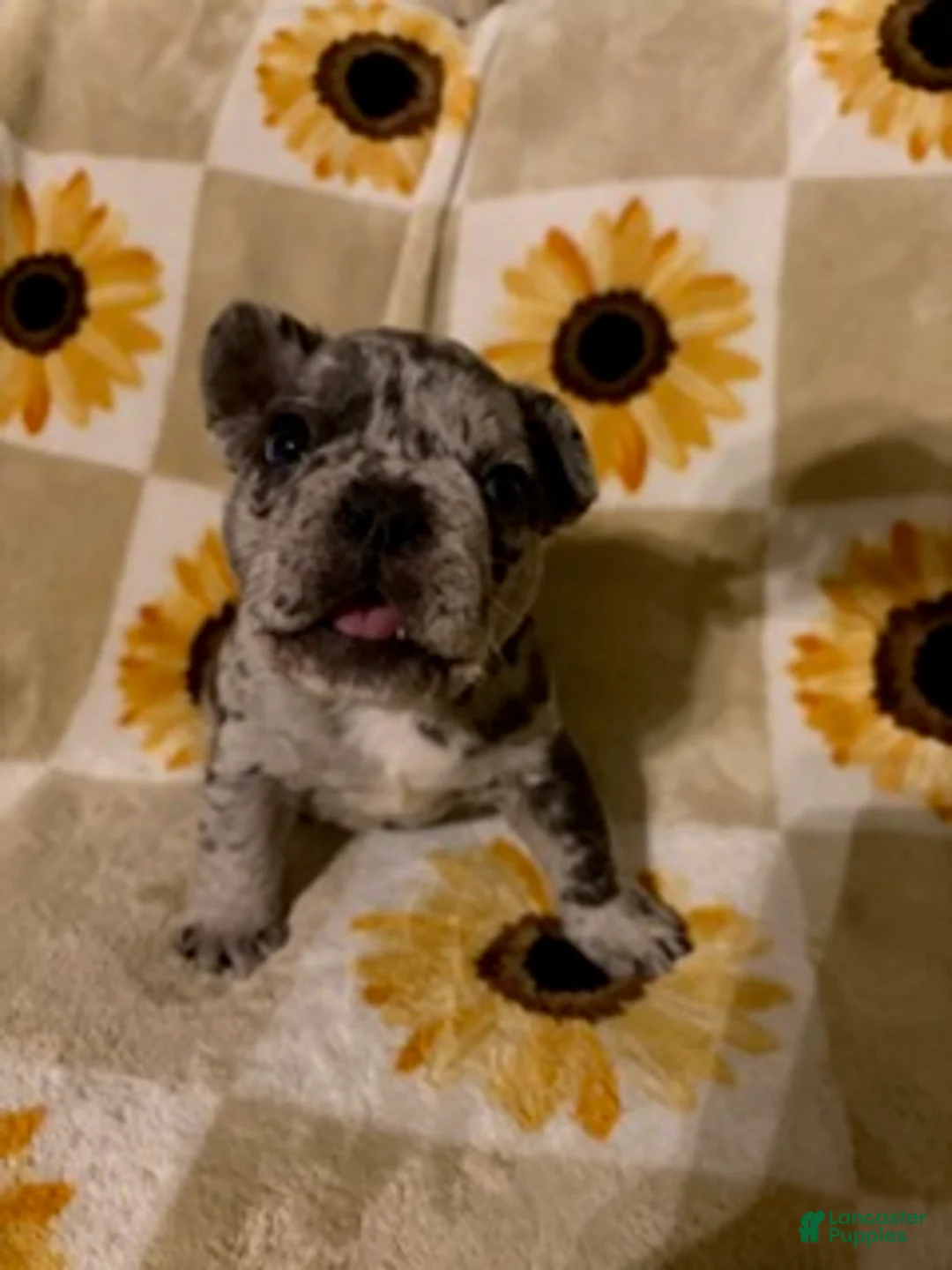 Mixed Breed dogs for sale: Pepper - Ad 4