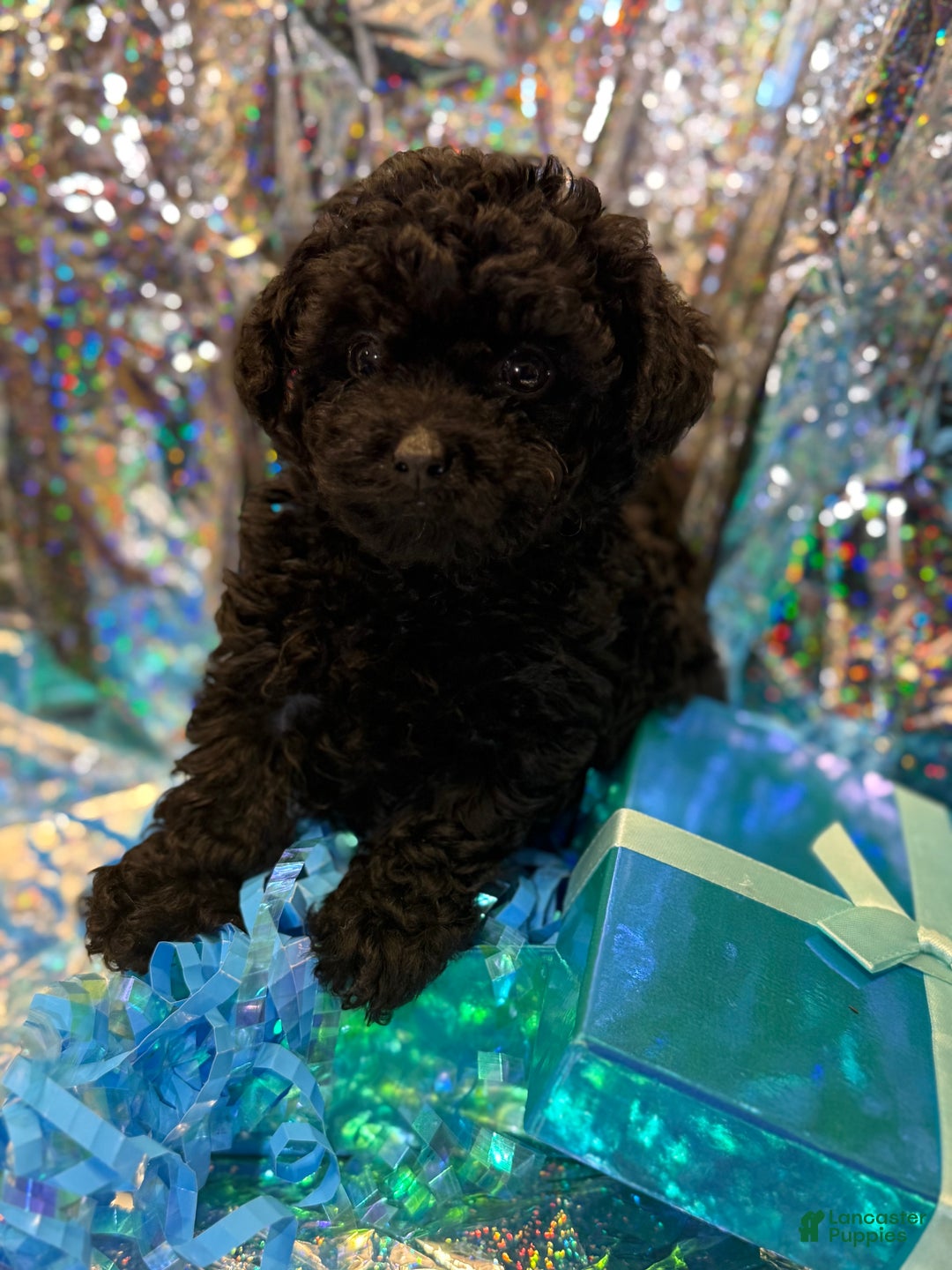 Toy Poodle dogs for sale: Jacob  - Ad 3