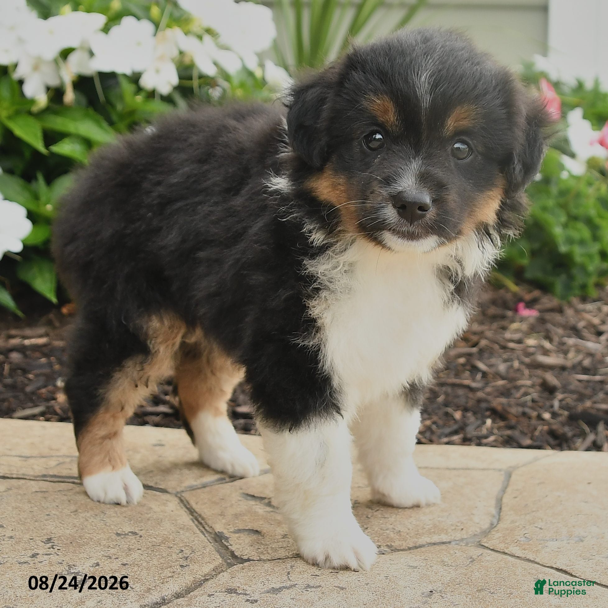 Miniature Australian Shepherd dogs Peggy - Ad 2