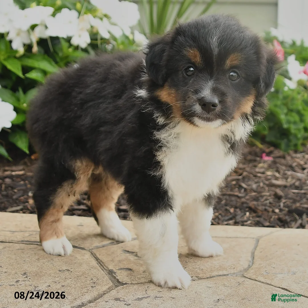 Miniature Australian Shepherd dogs for sale: Peggy - Ad 2