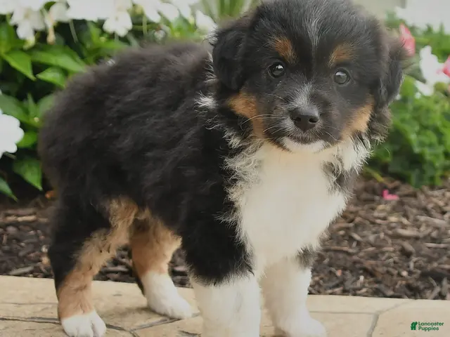 Miniature Australian Shepherd dogs for sale: Peggy - Ad 2
