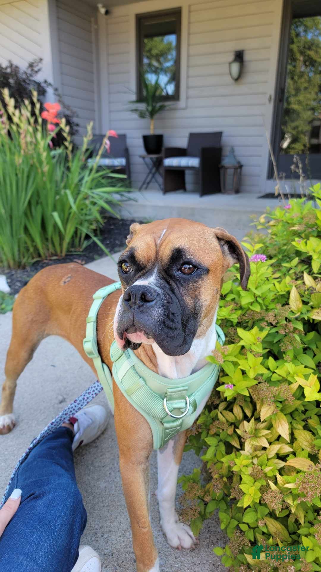 Boxer dogs for sale: Sly - Ad 5