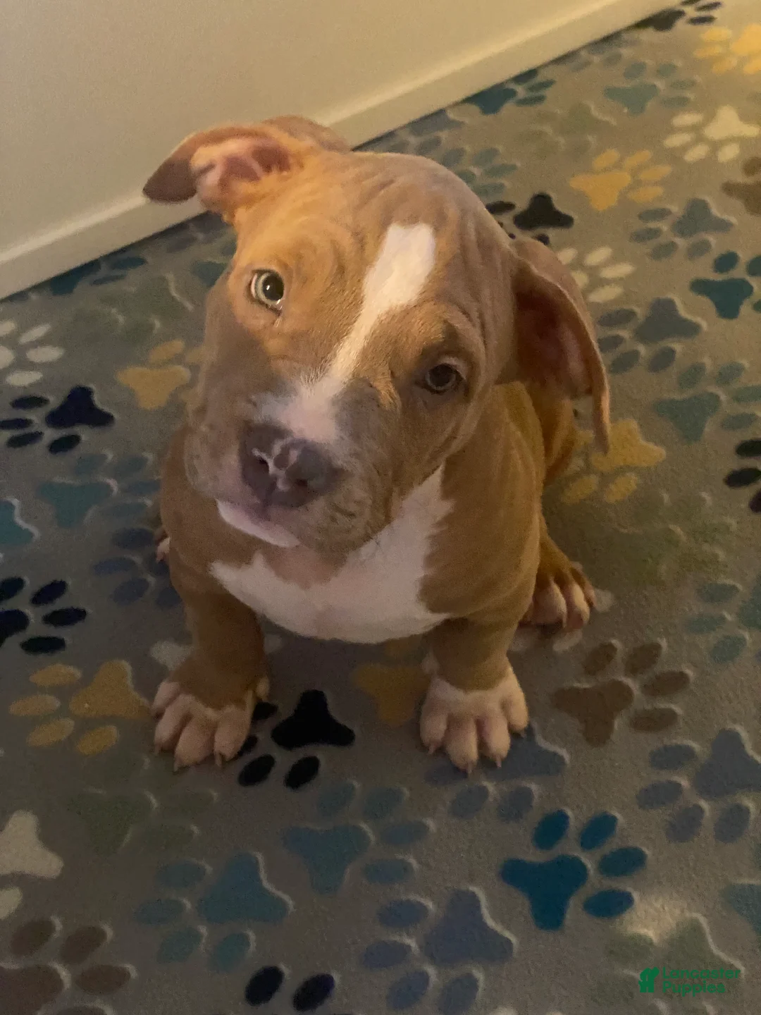American Bully dogs for sale: American Bully Puppy 5 - Ad 1