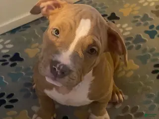 American Bully dogs American Bully Puppy 5 - Ad 2