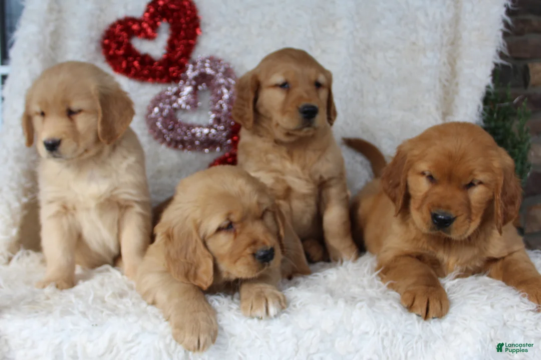 Golden Retriever dogs for sale: Freddy - Ad 5
