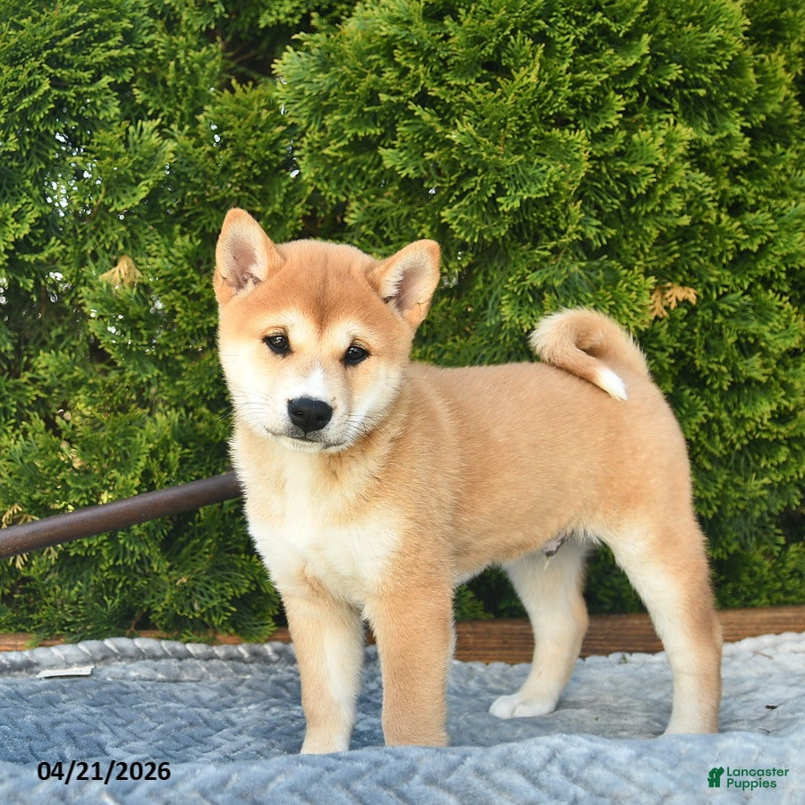 Shih Tzu dogs Bennet  - Ad 2