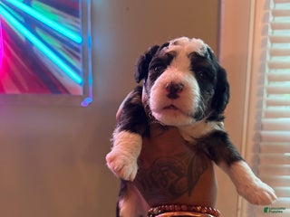 Mini Bernedoodle dogs - Ad 2