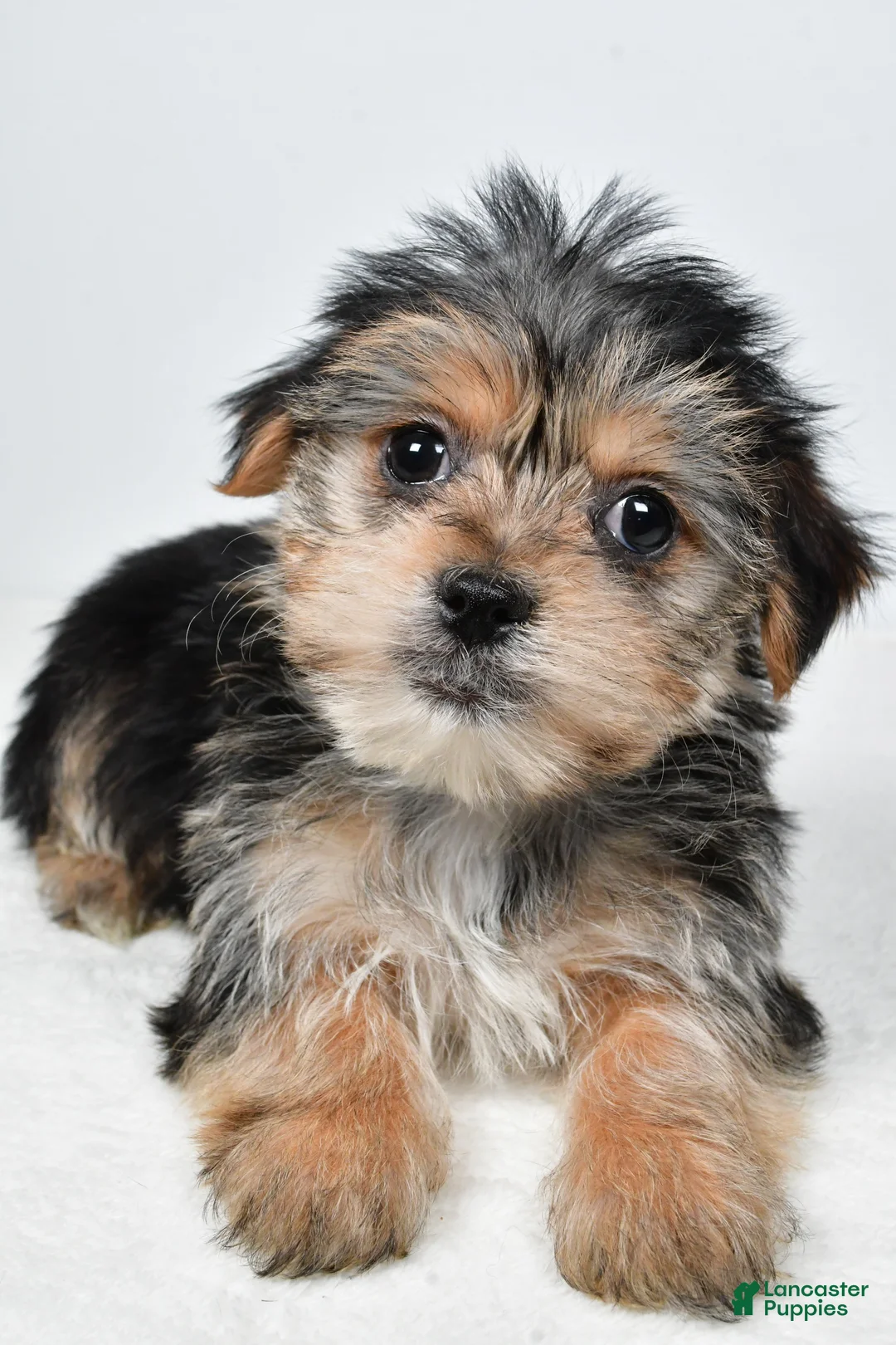 Morkie dogs for sale: Remi - Ad 3