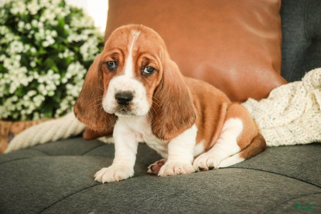 Basset Hound dogs for sale: Arturo - Ad 1