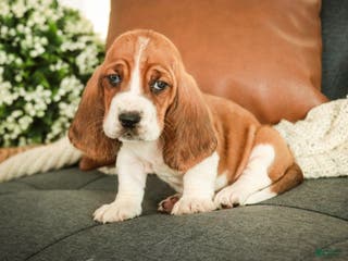 Basset Hound dogs Arturo - Ad 8